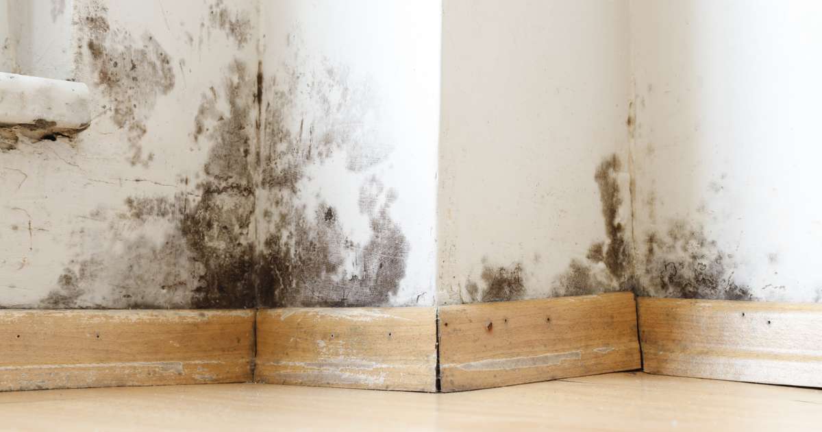 mold damage in house