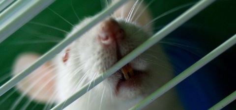 Pest proof your house against rodents and bugs